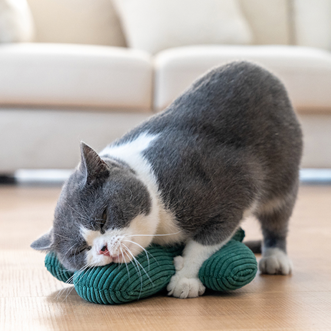 Cactus Catnip Cat Dental Health Toy