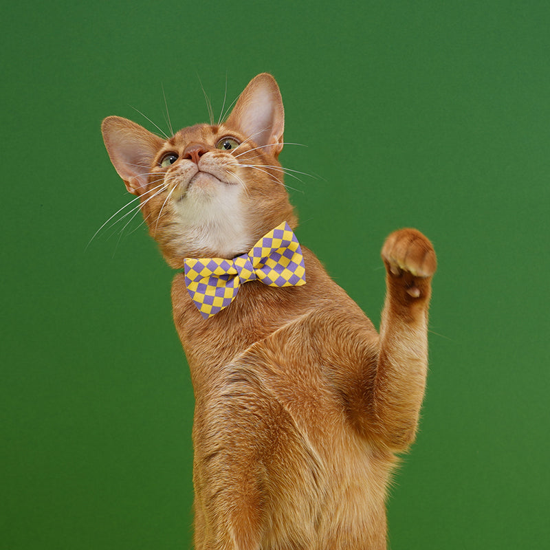 Plaid Bow Tie Cat & Dog Collar