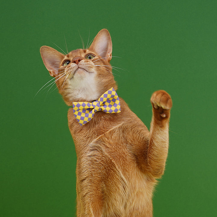 Plaid Bow Tie Cat & Dog Collar