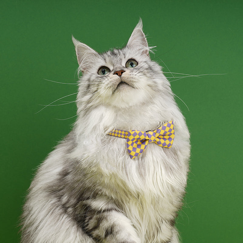 Plaid Bow Tie Cat & Dog Collar
