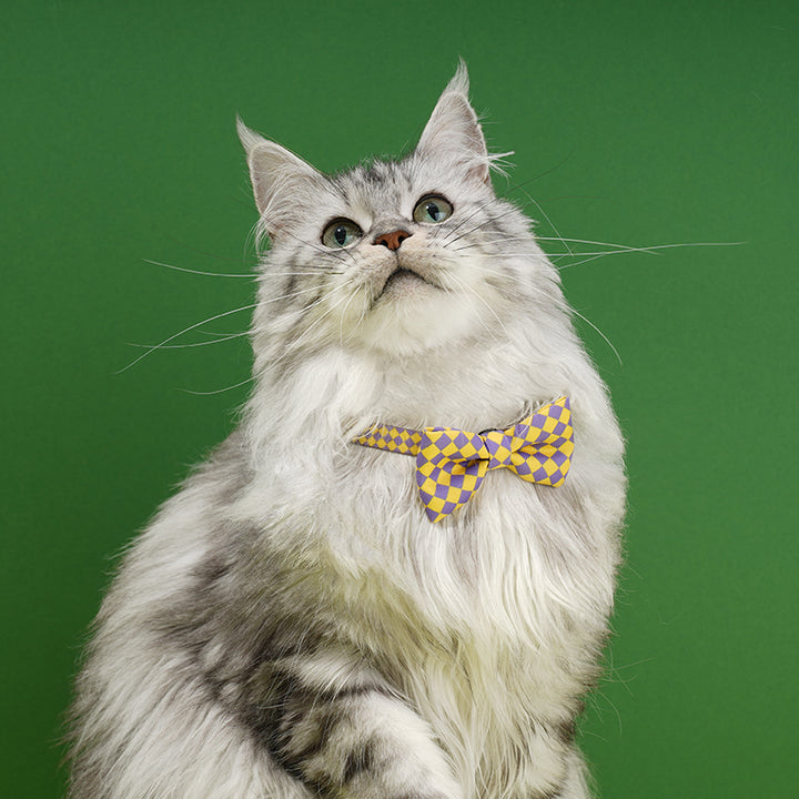 Plaid Bow Tie Cat & Dog Collar