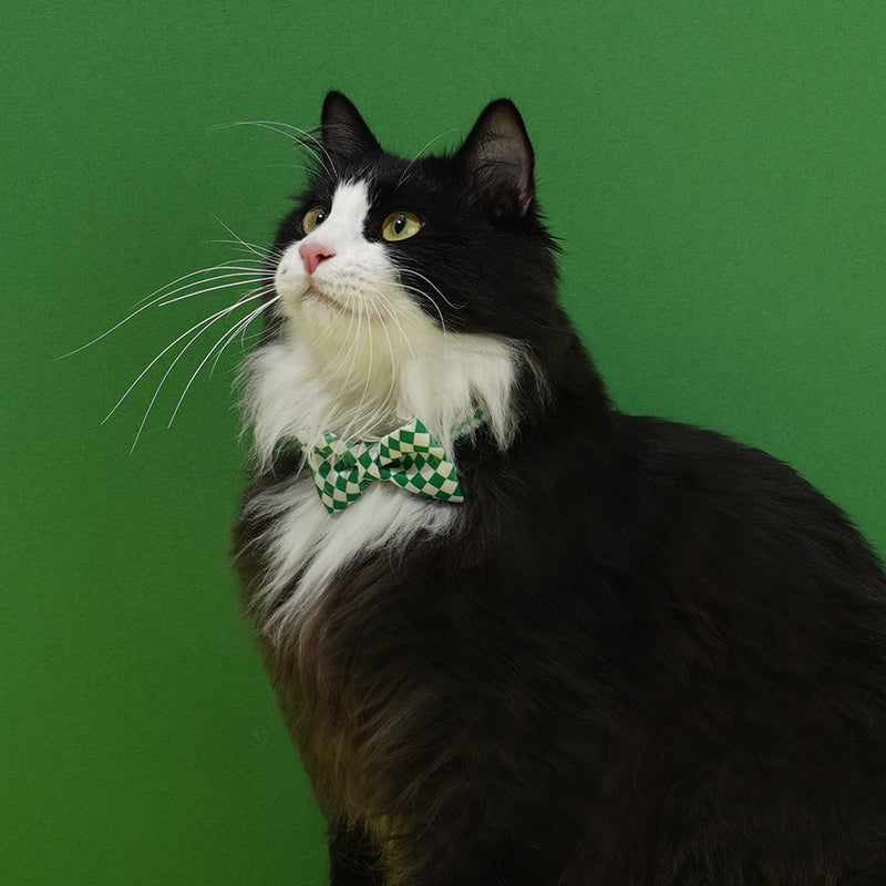 Plaid Bow Tie Cat & Dog Collar